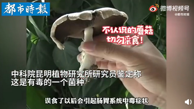 傳送帶輸送帶廠家：神奇！昆明一辦公室內(nèi)竟長(zhǎng)出有毒蘑菇